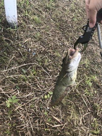 雨後ナマズ