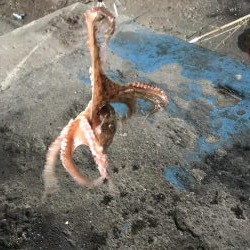 雨前のタコ釣り