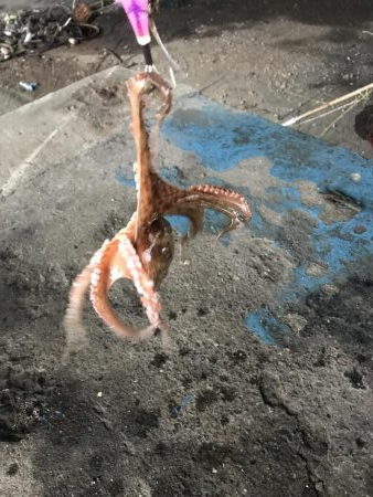 雨前のタコ釣り