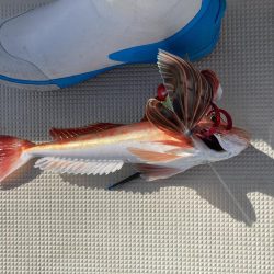 鳴門沖でマダイ