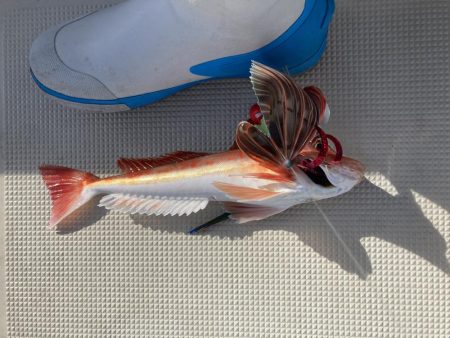 鳴門沖でマダイ