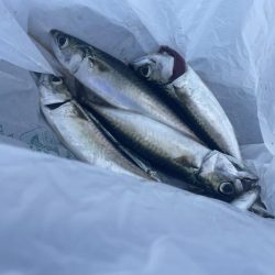 青物と蛸狙いでの釣行