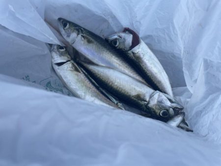 青物と蛸狙いでの釣行