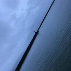 癒しのガッシー新P