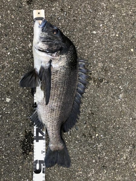 イチノ兄弟、釣果!