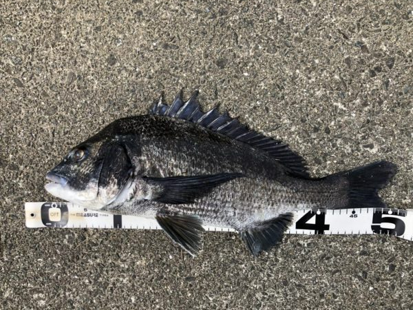 イチノ兄弟、釣果！