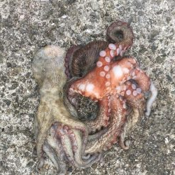 タコが大きくなってきました