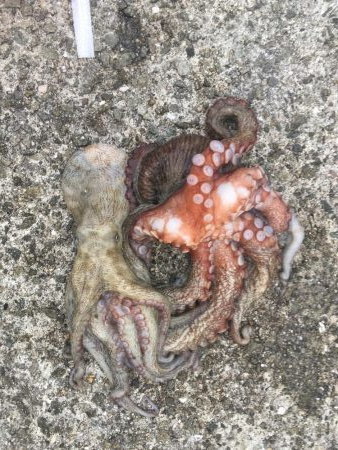 タコが大きくなってきました