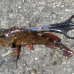 潮が動いてない