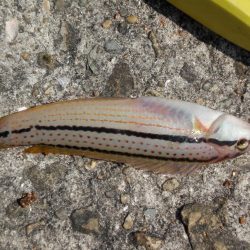 暑くてたまらん