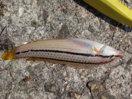 暑くてたまらん