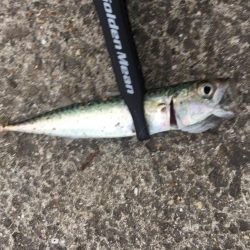 アジングならず