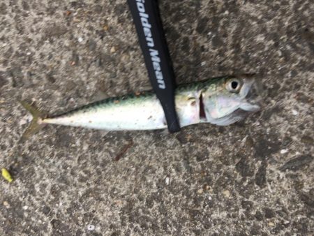 アジングならず