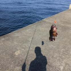 ガシラ良型豊漁