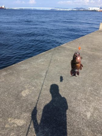 ガシラ良型豊漁