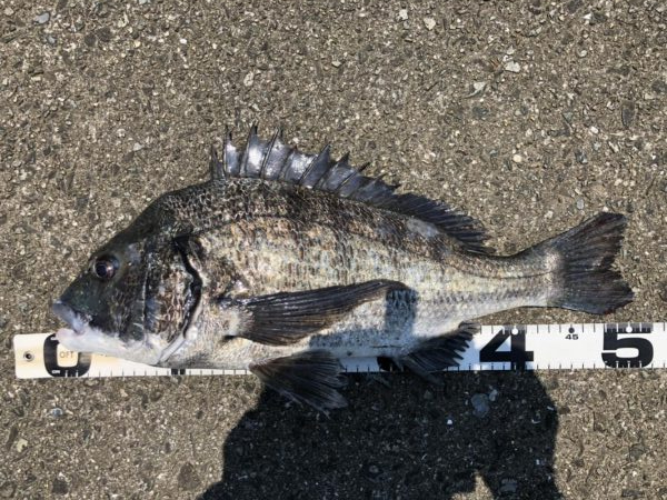 イチノ兄弟、釣果！