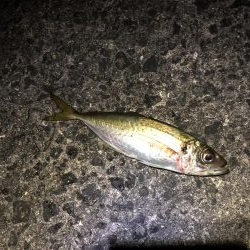 2年ぶりのカツオ