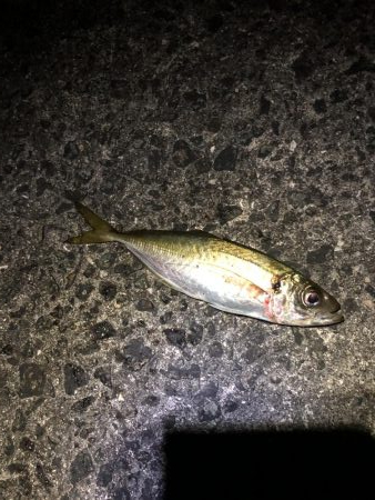 2年ぶりのカツオ