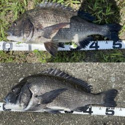 巨チヌ降臨‼️（イチノ兄弟）