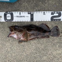 初めての根魚ねらい