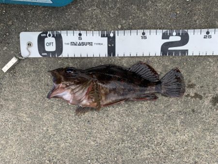 初めての根魚ねらい