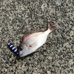 ギガアジねらい