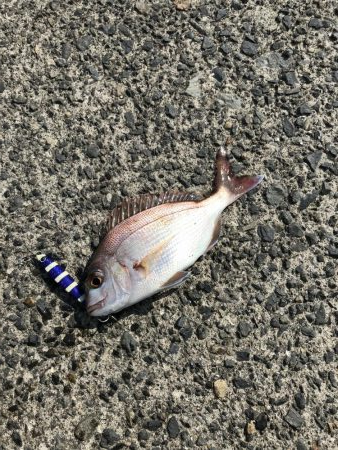 ギガアジねらい