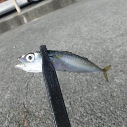 サバゲーのちアジング