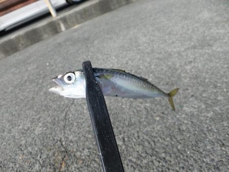 サバゲーのちアジング