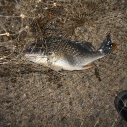 シーバス狙いでしたが…