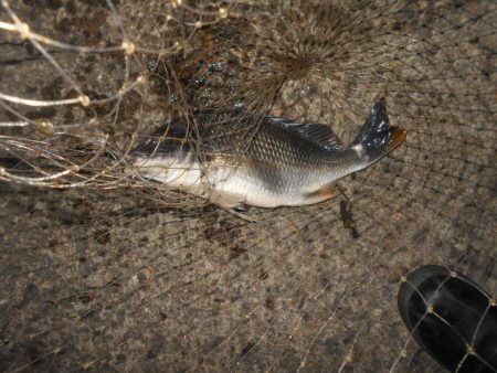 シーバス狙いでしたが…