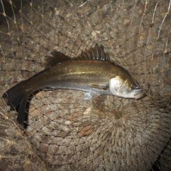 北風で活性UP？