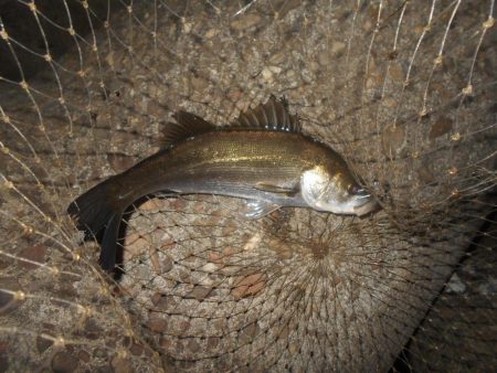 北風で活性UP？