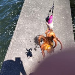 タコ&豆アジ、小サバ時々小ガシラ、カマス稚魚!