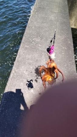 タコ&豆アジ、小サバ時々小ガシラ、カマス稚魚!