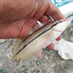 相変わらずピンギスばかりです