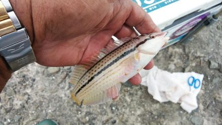 相変わらずピンギスばかりです