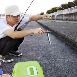 サヨリ回遊少なし！