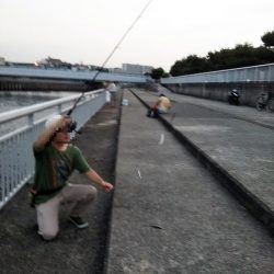 ウルメイワシ爆釣