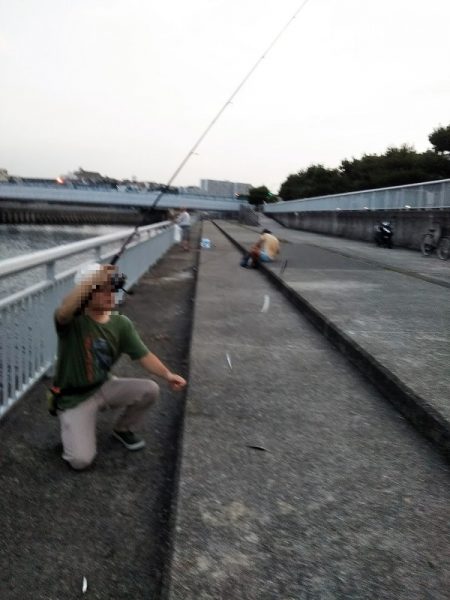 ウルメイワシ爆釣