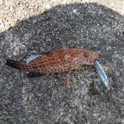 プチ遠征でショアスロー