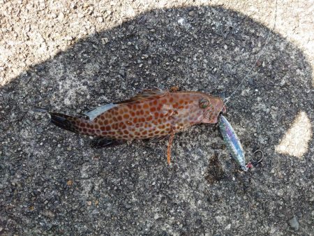 プチ遠征でショアスロー