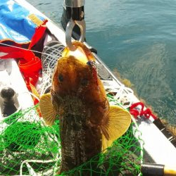 根魚　<゜)))彡　<゜)))彡