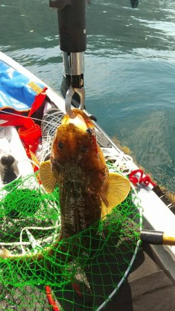 根魚　<゜)))彡　<゜)))彡