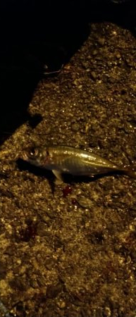 はじめてタモを使いました!