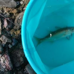 ようやくアジが！（泣）