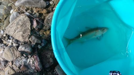 ようやくアジが！（泣）