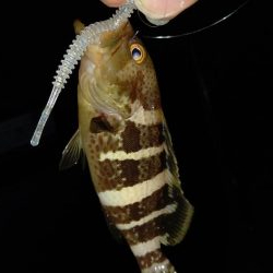 久しぶりのアジング