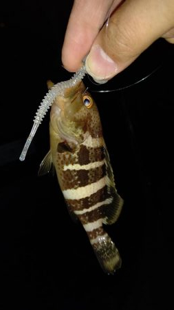 久しぶりのアジング