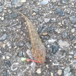 今年初ｷｽ釣り